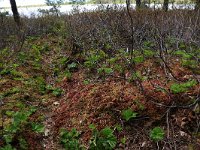 EST, Parnu maakond, Haademeeste vald, Nigula looduskaitseala 16, Saxifraga-Hans Boll