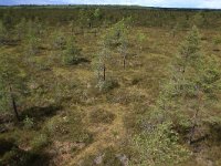 EST, Parnu maakond, Haademeeste vald, Nigula looduskaitseala 18, Saxifraga-Hans Boll