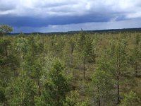 EST, Parnu maakond, Haademeeste vald, Nigula looduskaitseala 23, Saxifraga-Hans Boll