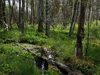 EST, Parnu maakond, Haademeeste vald, Nigula looduskaitseala 3, Saxifraga-Hans Boll