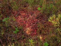 EST, Parnu maakond, Haademeeste vald, Nigula looduskaitseala 39, Saxifraga-Hans Boll