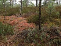 EST, Parnu maakond, Haademeeste vald, Nigula looduskaitseala 40, Saxifraga-Hans Boll