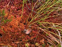 EST, Parnu maakond, Haademeeste vald, Nigula looduskaitseala 42, Saxifraga-Hans Boll