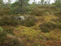 EST, Parnu maakond, Haademeeste vald, Nigula looduskaitseala 44, Saxifraga-Hans Boll