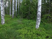 EST, Parnu maakond, Haademeeste vald, Nigula looduskaitseala 5, Saxifraga-Hans Boll