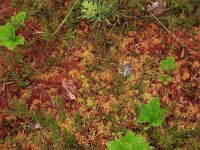 EST, Parnu maakond, Haademeeste vald, Nigula looduskaitseala 55, Saxifraga-Hans Boll