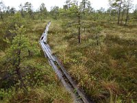 EST, Parnu maakond, Haademeeste vald, Nigula looduskaitseala 57, Saxifraga-Hans Boll