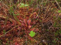 EST, Parnu maakond, Haademeeste vald, Nigula looduskaitseala 59, Saxifraga-Hans Boll