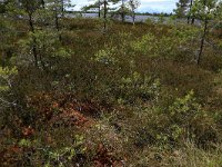 EST, Parnu maakond, Haademeeste vald, Nigula looduskaitseala 6, Saxifraga-Hans Boll