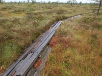 EST, Parnu maakond, Haademeeste vald, Nigula looduskaitseala 65, Saxifraga-Hans Boll