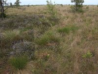 EST, Parnu maakond, Haademeeste vald, Nigula looduskaitseala 74, Saxifraga, Hans-Boll