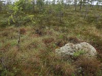 EST, Parnu maakond, Haademeeste vald, Nigula looduskaitseala 78, Saxifraga, Hans-Boll