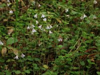 EST, Parnu maakond, Haademeeste vald, Nigula looduskaitseala 84, Saxifraga, Hans-Boll