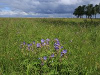 EST, Parnu maakond, Haademeeste vald, Nigula looduskaitseala 96, Saxifraga-Hans Boll