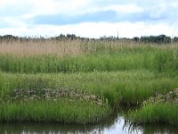 EST, Parnu maakond, Haademeeste vald, Nigula looduskaitseala 98, Saxifraga-Hans Boll