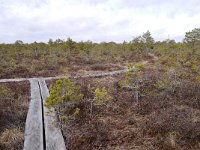 EST, Parnumaa, Laaneranna vald, Tuhu maastikukaitseala 2, Saxifraga-Tom Heijnen