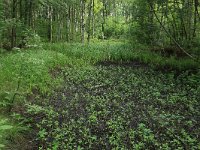 EST, Parnu maakond, Parnu 28, Saxifraga-Hans Boll