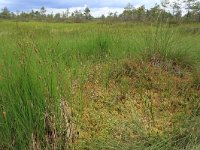 EST, Parnu maakond, Parnu, Lindi looduskaitseala 16, Saxifraga-Hans Boll