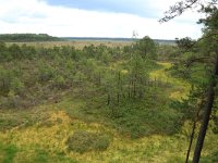 EST, Parnu maakond, Parnu, Lindi looduskaitseala 22, Saxifraga-Hans Boll