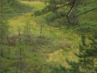 EST, Parnu maakond, Parnu, Lindi looduskaitseala 24, Saxifraga-Hans Boll