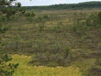 EST, Parnu maakond, Parnu, Lindi looduskaitseala 25, Saxifraga-Hans Boll