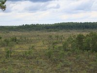 EST, Parnu maakond, Parnu, Lindi looduskaitseala 26, Saxifraga-Hans Boll