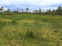 EST, Parnu maakond, Parnu, Lindi looduskaitseala 7, Saxifraga-Hans Boll