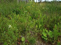 EST, Parnu maakond, Parnu, Natsi-Volla hoiuala 26, Saxifraga-Hans Boll