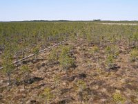 EST, Tartumaa, Elva vald, Alam-Pedja looduskaitseala from Suuretuki vahitorn, Saxifraga-Tom Heijnen