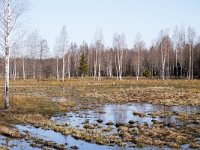 EST, Viljandimaa, Soomaa rahvuspark 2, Saxifraga-Tom Heijnen