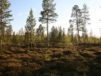 FIN, Lapland, Ivalo 1, Saxifraga-Dirk Hilbers