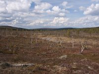 FIN, Lapland, Ivalo, Uhro Kekkonen 17, Saxifraga-Dirk Hilbers