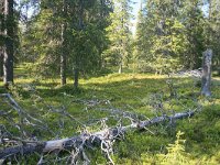 FIN, Lapland, Ivalo, Uhro Kekkonen 4, Saxifraga-Dirk Hilbers