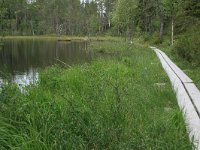 FIN, Lapland, NP Oulanka 5, Saxifraga-Marjan van der Heide