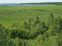 FIN, Northern Ostrobothnia, Liminka 4, Saxifraga-Marjan van der Heide