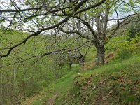 F, Ardeche, Saint-Pierreville, near Saint-Pierreville village 2, Saxifraga-Tom Heijnen