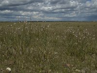 F, Bouches-du-Rhone, Saint-Martin-de-Crau, Peau de Meau 4, Saxifraga-Marijke Verhagen