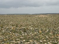 F, Bouches-du-Rhone, Saint-Martin-de-Crau, Peau de Meau 71, Saxifraga-Willem van Kruijsbergen