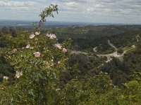 F, Bouches-du-Rhone, Saint-Remy-de-Provence, Caume 18, Saxifraga-Marijke Verhagen