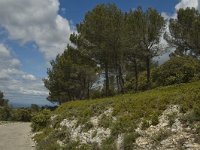 F, Bouches-du-Rhone, Saint-Remy-de-Provence, Caume 5, Saxifraga-Jan van der Straaten