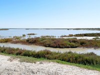 F, Bouches-du-Rhône, Saintes-Maries-de-la-Mer, Etang de l'Imperial 1, Saxifraga-Tom Heijnen