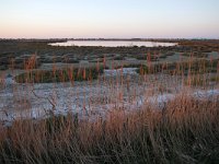 F, Bouches-du-Rhône, Saintes-Maries-de-la-Mer, Etang des Launes, Saxifraga-Tom Heijnen