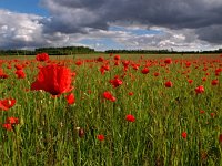 F, Charente-Maritime, Dampierre-sur-Boutonne 5, Saxifraga-Hans Dekker