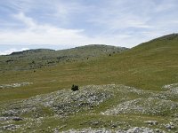 F, Drome, Treschenu-Creyers, Vallon de Combeau 54, Saxifraga-Willem van Kruijsbergen