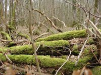 F, Haute-Marne, Saint-Dizier, Lac du Der 10, Saxifraga-Henk Sierdsema