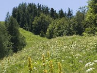 F, Isere, Gresse-en-Vercors, Brisou 4, Saxifraga-Willem van Kruijsbergen