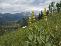 F, Isere, Gresse-en-Vercors, Brisou 7, Saxifraga-Willem van Kruijsbergen