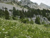 F, Isere, Gresse-en-Vercors, Col de l Aupet 13, Saxifraga-Willem van Kruijsbergen