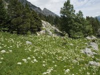 F, Isere, Gresse-en-Vercors, Col de l Aupet 14, Saxifraga-Willem van Kruijsbergen