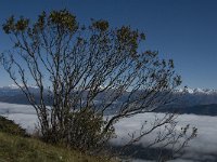 F, Isere, Gresse-en-Vercors, Ecrins 2, Saxifraga-Jan van der Straaten